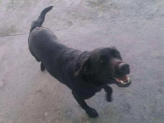Cachorro raça Labrador idade 1 ano nome Zeus