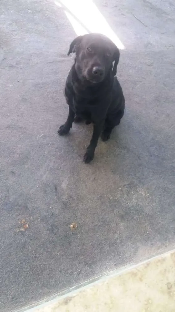 Cachorro raça Labrador idade 1 ano nome Zeus