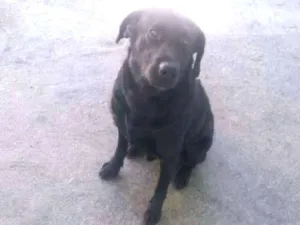 Cachorro raça Labrador idade 1 ano nome Zeus