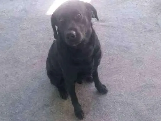 Cachorro raça Labrador idade 1 ano nome Zeus