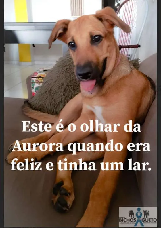 Cachorro ra a SRD idade 1 ano nome Aurora