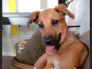 Cachorro raça SRD idade 1 ano nome Aurora