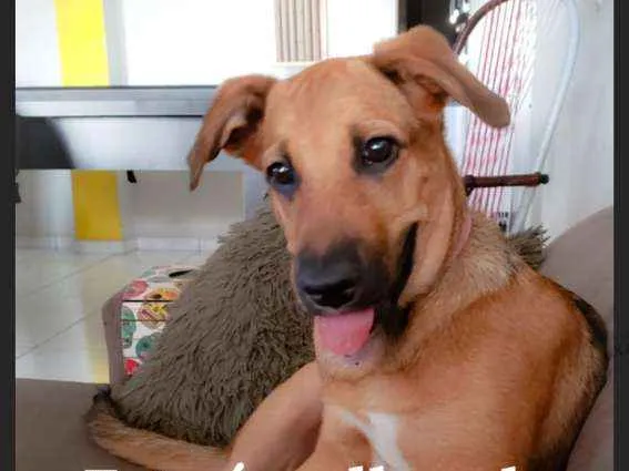 Cachorro ra a SRD idade 1 ano nome Aurora