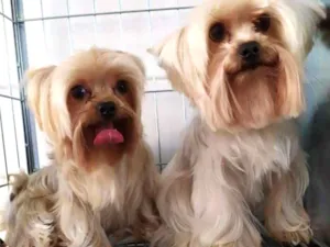 Cachorro raça Yorkshire idade 2 a 6 meses nome Hanna e Jolie