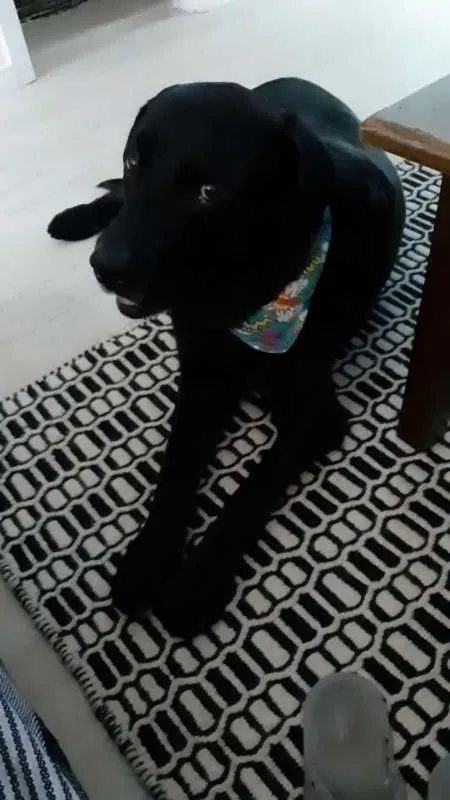 Cachorro ra a Labrador  idade 6 ou mais anos nome Lowren