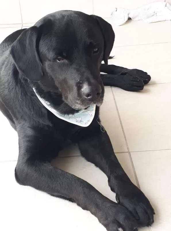Cachorro ra a Labrador  idade 6 ou mais anos nome Lowren