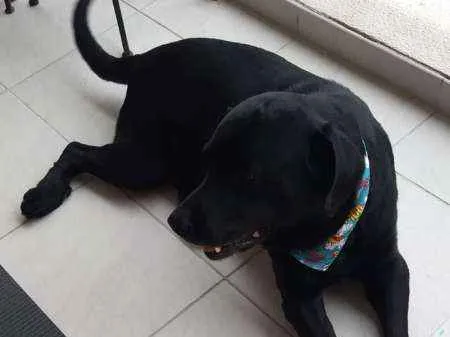 Cachorro ra a Labrador  idade 6 ou mais anos nome Lowren