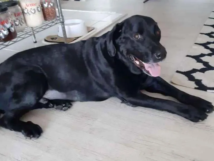 Cachorro ra a Labrador  idade 6 ou mais anos nome Lowren