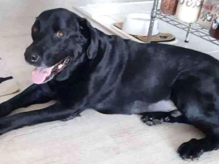 Cachorro ra a Labrador  idade 6 ou mais anos nome Lowren