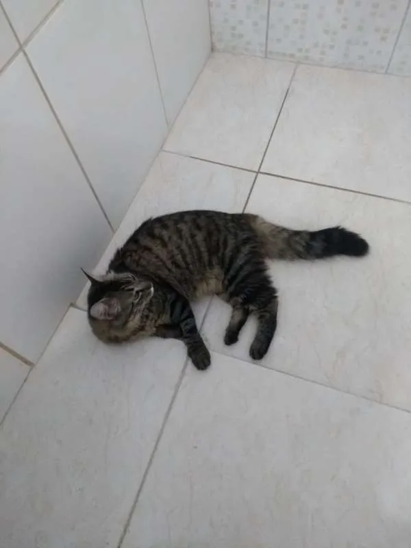 Gato ra a SRD idade 2 anos nome Surya GRATIFICA