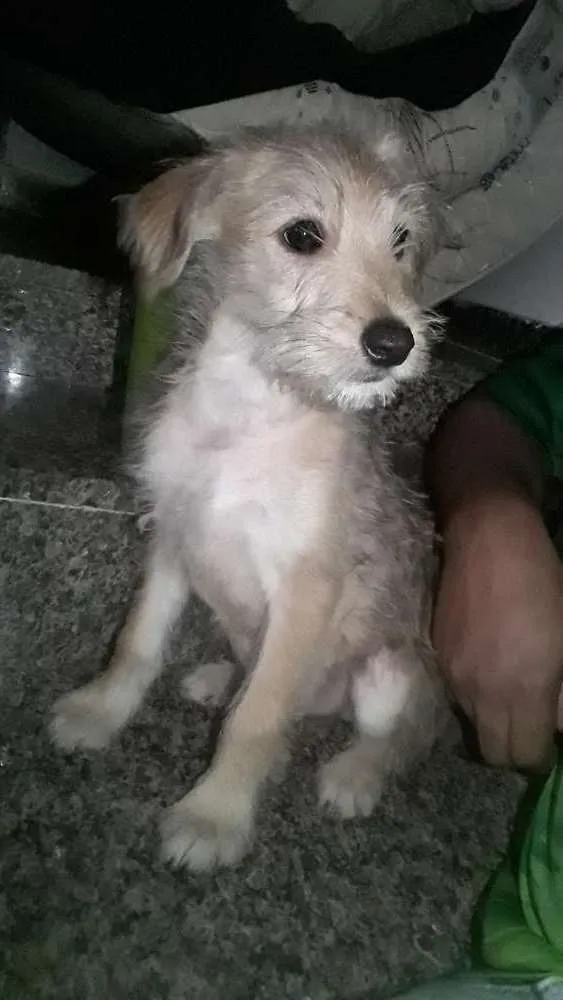 Cachorro ra a Vira-lata idade 7 a 11 meses nome Marley