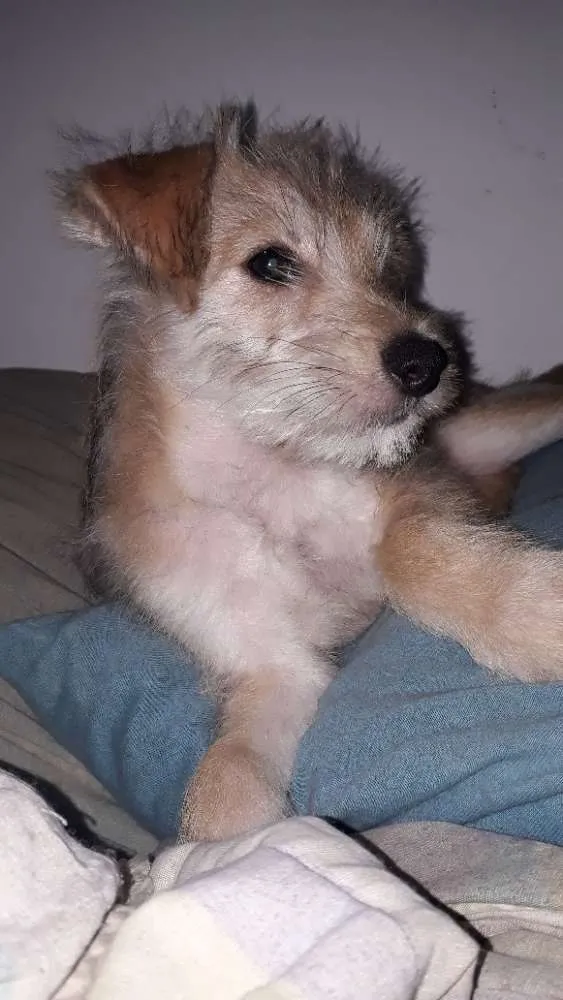 Cachorro ra a Vira-lata idade 7 a 11 meses nome Marley