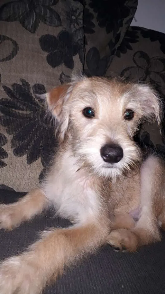 Cachorro ra a Vira-lata idade 7 a 11 meses nome Marley