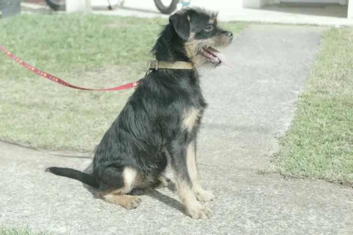Cachorro ra a  idade 2 a 6 meses nome Bolinha