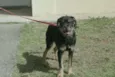 Bolinha