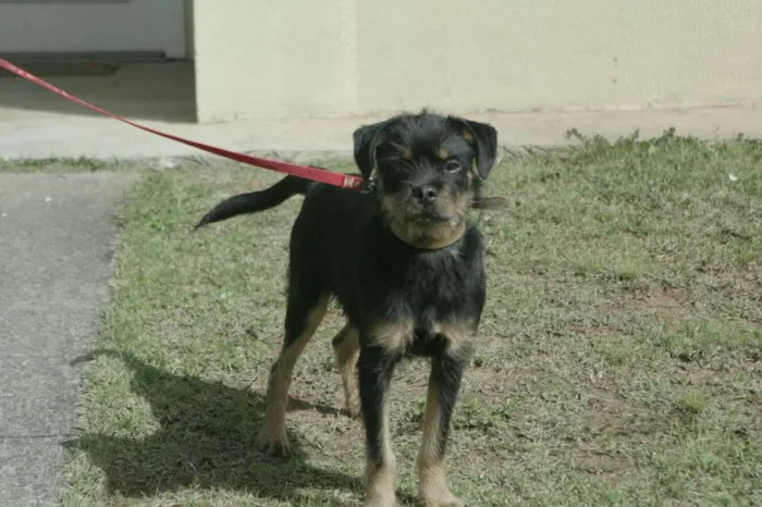 Cachorro ra a  idade 2 a 6 meses nome Bolinha
