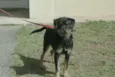 Bolinha