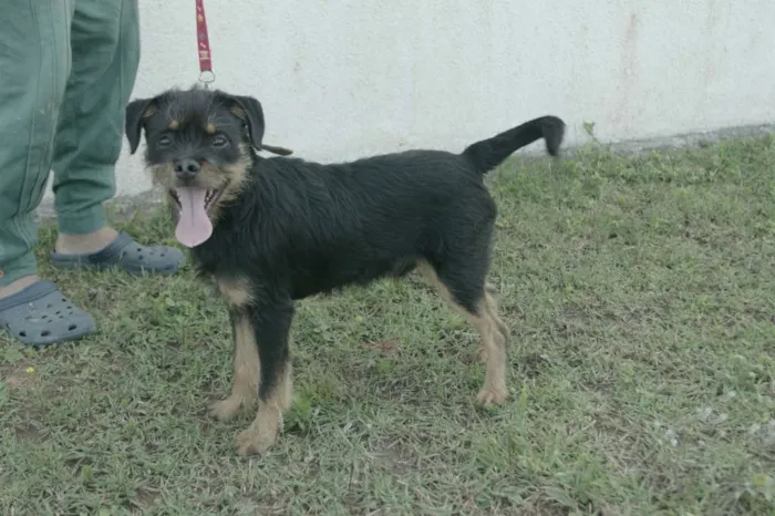 Cachorro ra a  idade 2 a 6 meses nome Bolinha