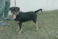 Bolinha