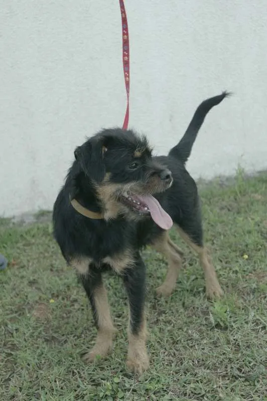 Cachorro ra a  idade 2 a 6 meses nome Bolinha