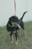 Bolinha