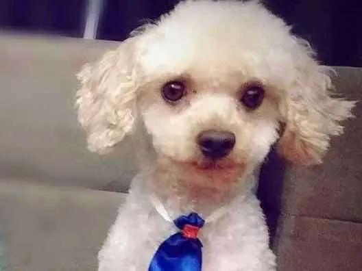 Cachorro ra a Poodle idade 4 anos nome Bingo