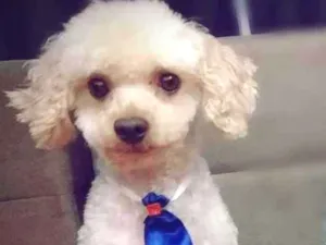 Cachorro raça Poodle idade 4 anos nome Bingo
