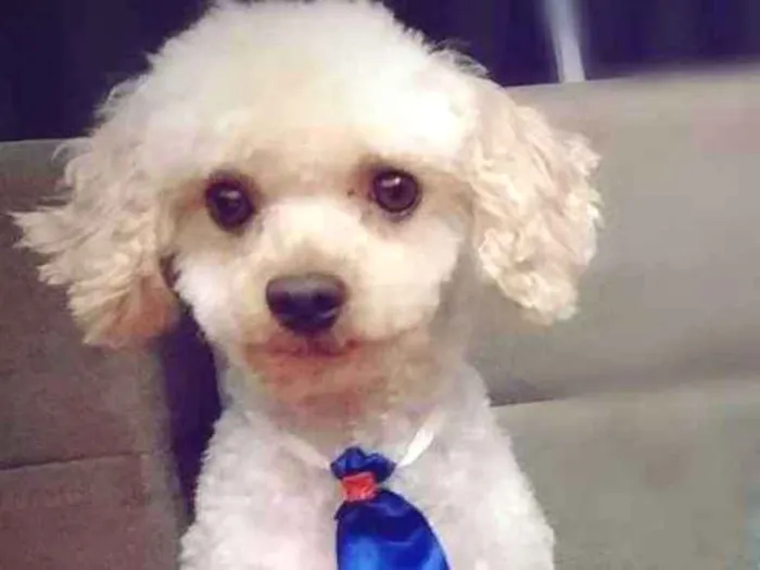 Cachorro ra a Poodle idade 4 anos nome Bingo