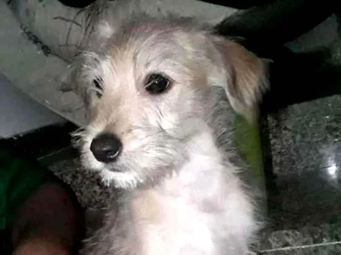 Cachorro ra a Vira-lata idade 7 a 11 meses nome Marley