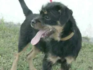 Cachorro raça  idade 2 a 6 meses nome Bolinha