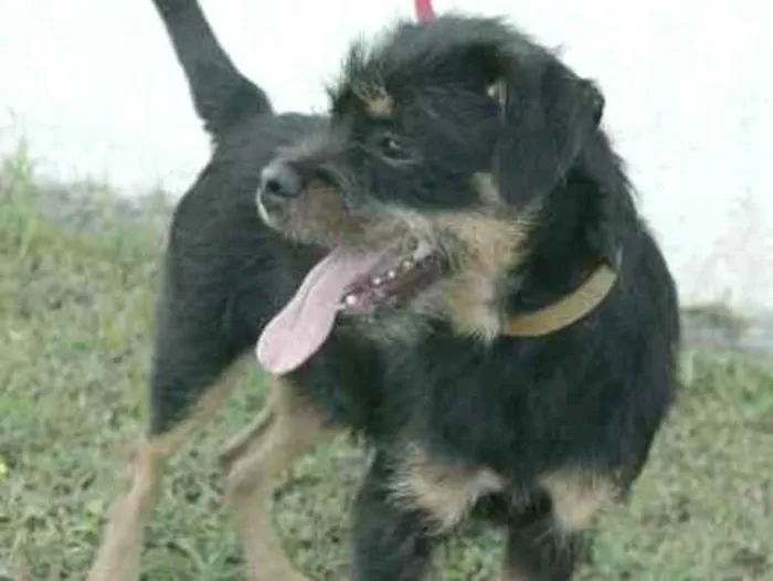 Cachorro ra a  idade 2 a 6 meses nome Bolinha