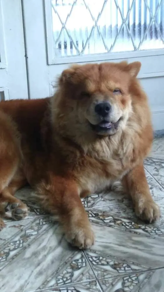 Cachorro ra a Chow chow  idade 2 anos nome Leonardo 