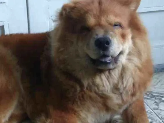 Cachorro ra a Chow chow  idade 2 anos nome Leonardo 