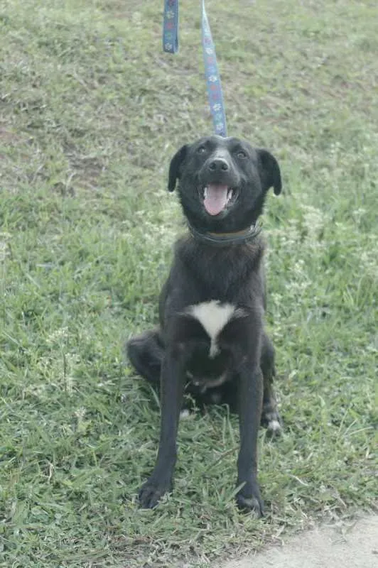 Cachorro ra a  idade 1 ano nome Negrinho