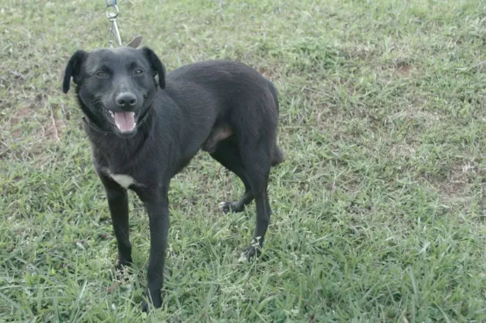 Cachorro ra a  idade 1 ano nome Negrinho