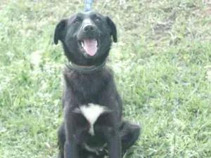 Cachorro raça  idade 1 ano nome Negrinho