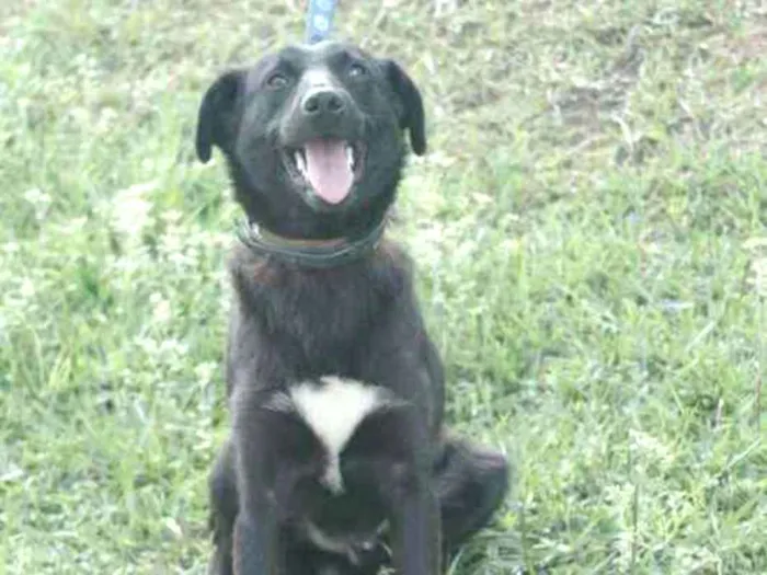 Cachorro ra a  idade 1 ano nome Negrinho