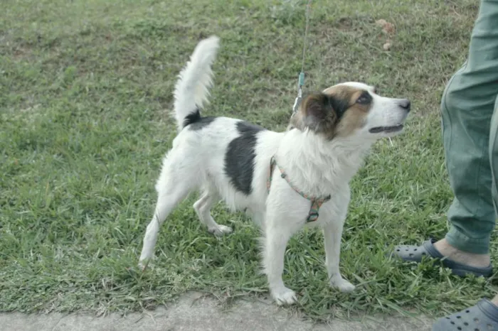 Cachorro ra a SRD idade 2 anos nome Florinda