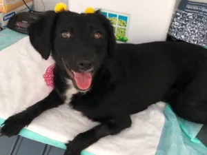 Cachorro raça Srd idade 7 a 11 meses nome Pérola 