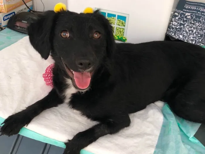Cachorro ra a Srd idade 7 a 11 meses nome Pérola 