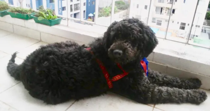 Cachorro ra a Mix Poodle idade 3 anos nome Bilú 