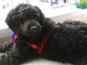 Cachorro raça Mix Poodle idade 3 anos nome Bilú 