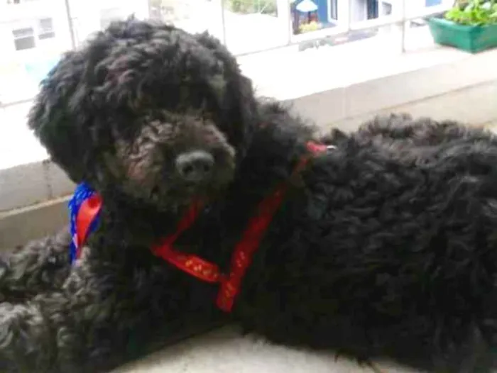 Cachorro ra a Mix Poodle idade 3 anos nome Bilú 