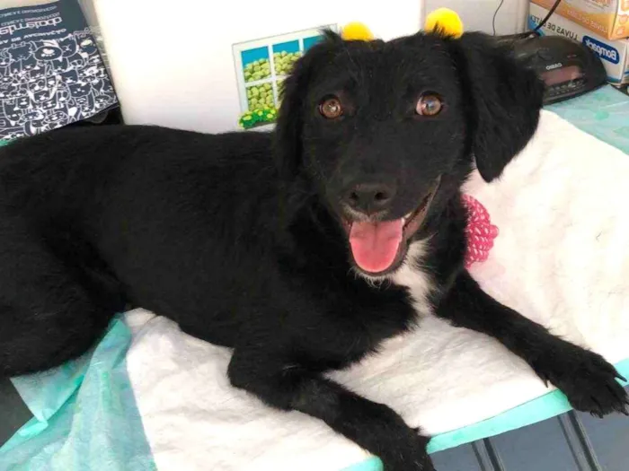 Cachorro ra a Srd idade 7 a 11 meses nome Pérola 