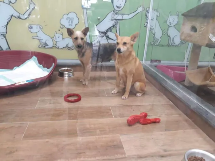 Cachorro ra a Sem raça definida idade 2 anos nome Cotoco
