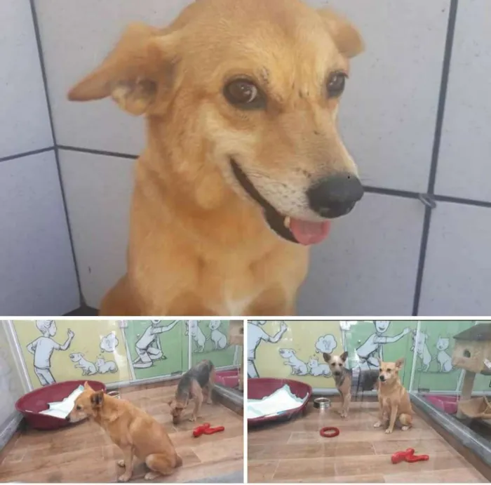 Cachorro ra a Sem raça definida idade 2 anos nome Cotoco