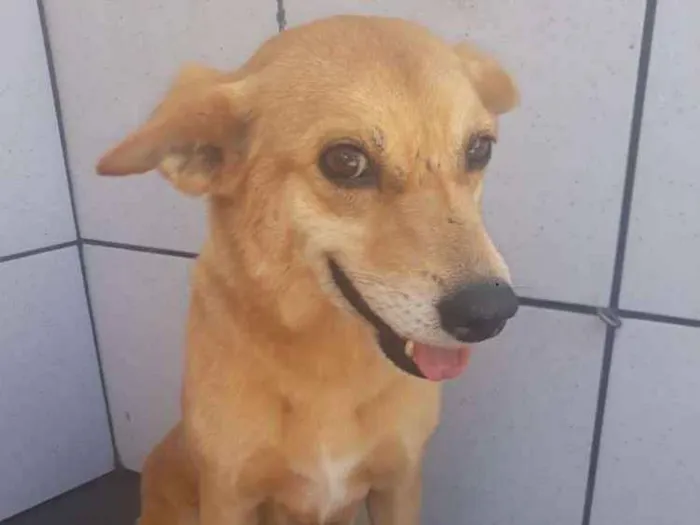 Cachorro ra a Sem raça definida idade 2 anos nome Cotoco