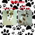 Betoven 