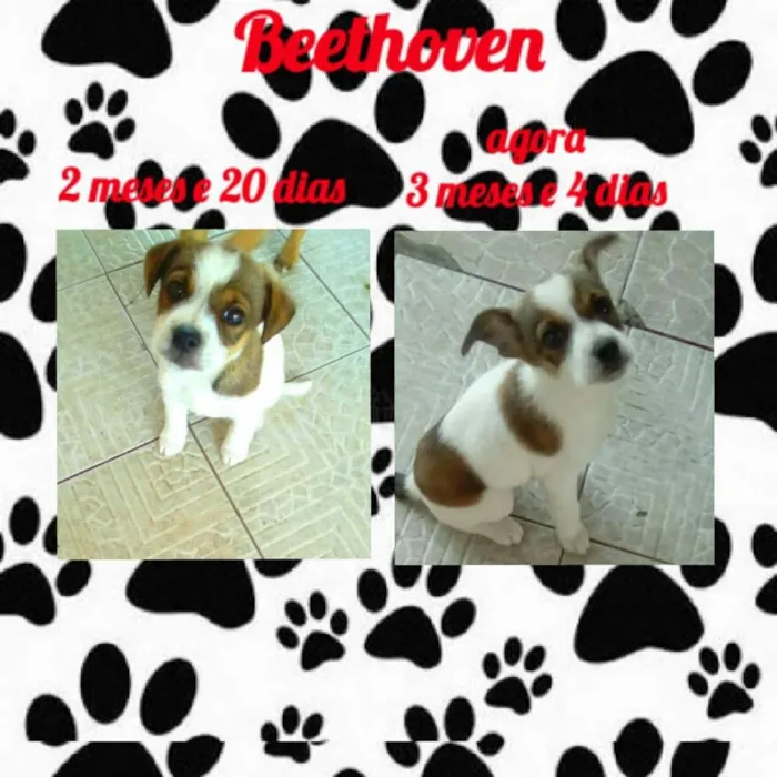 Cachorro ra a Indefenida idade 2 a 6 meses nome Betoven 