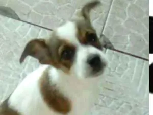 Cachorro raça Indefenida idade 2 a 6 meses nome Betoven 